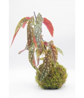 Kokedama Con Begonia Maculata